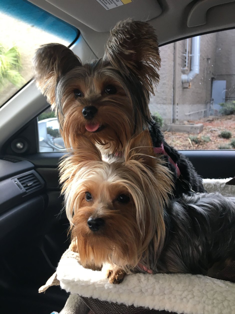 Метис таксы и Йорка