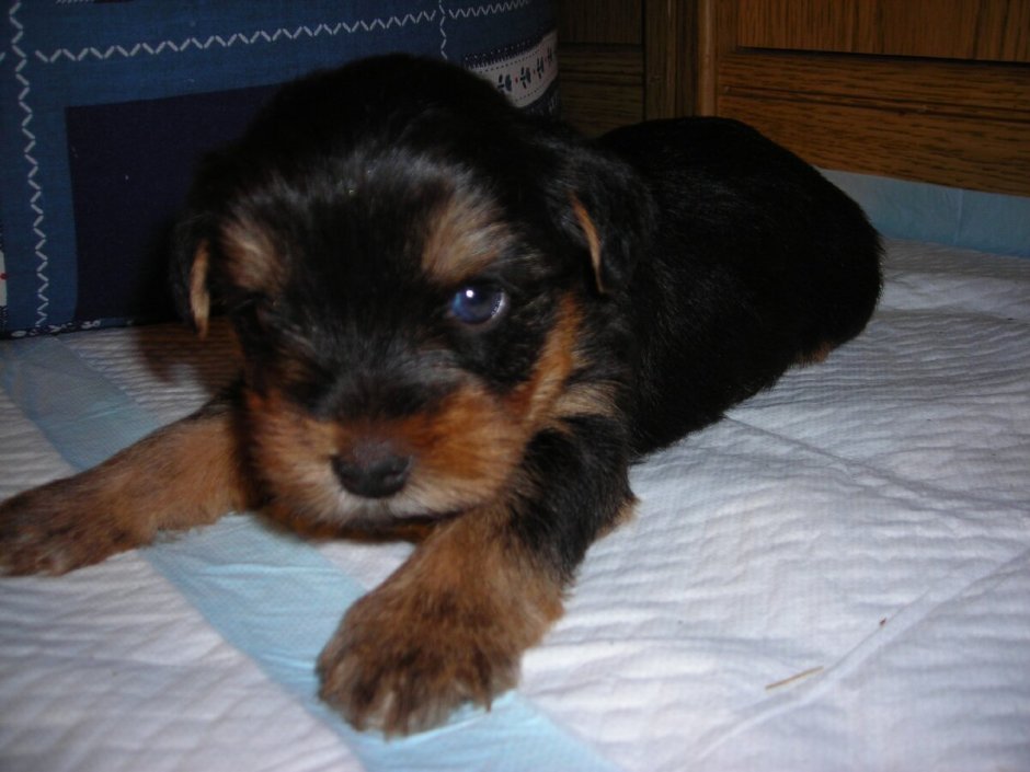 Метис Йорка