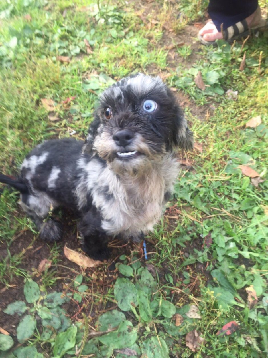 Метис ши-тцу и Йоркширский терьер