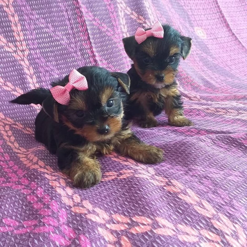 Йоркшир терьер гладкошерстный