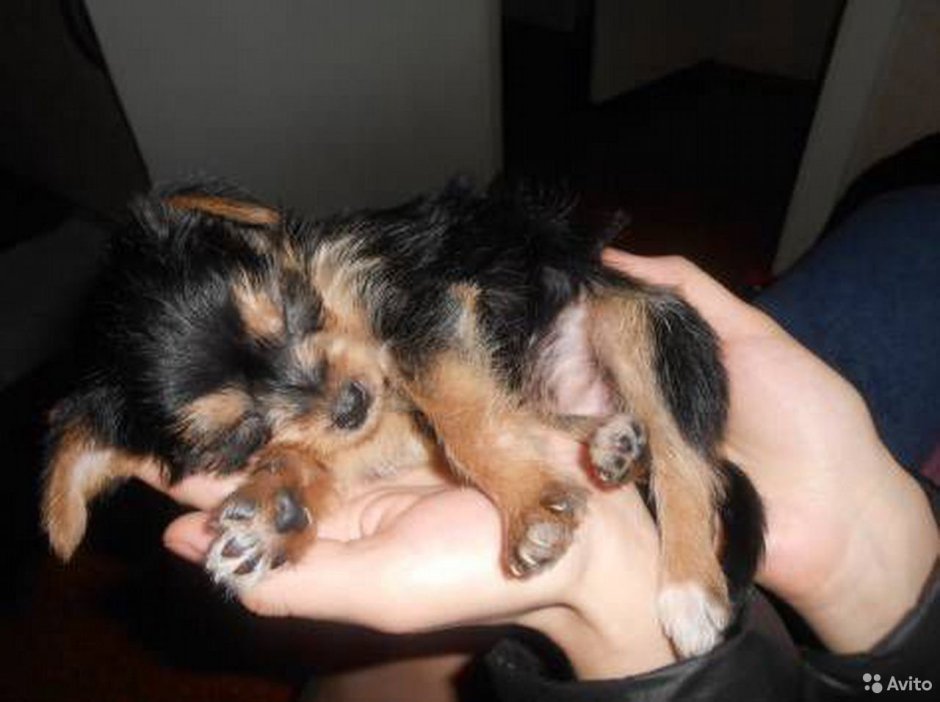 Такси терьер,