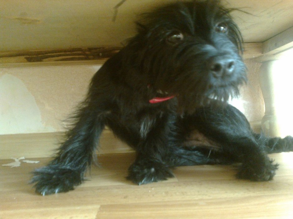 Метис пекинеса и терьера