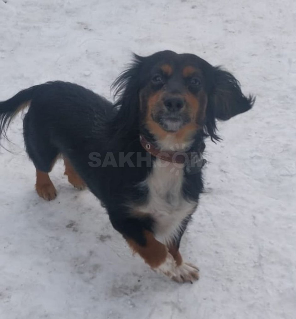 Метис таксы и пекинеса