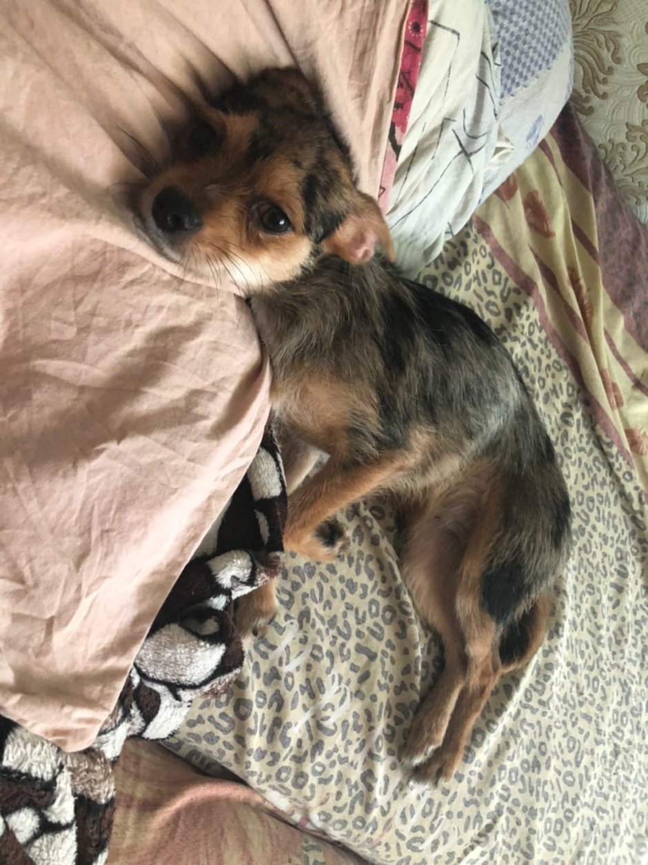 Йоркширский терьер