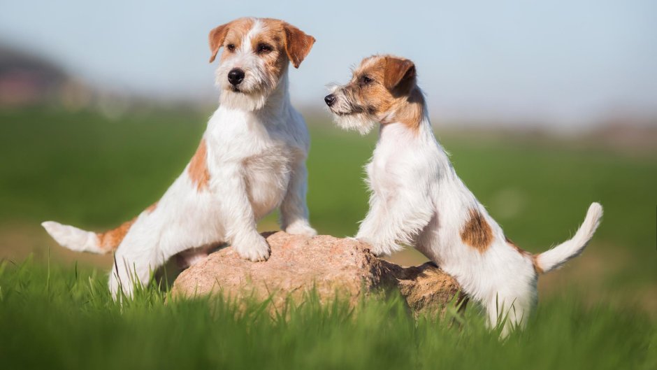 Airedale Terrier