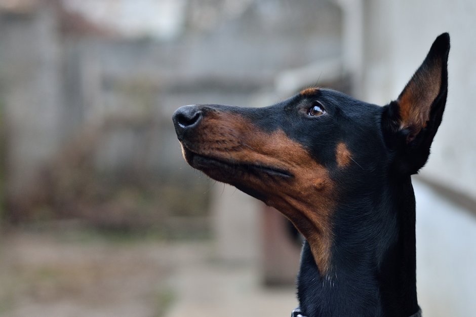 Велш терьер