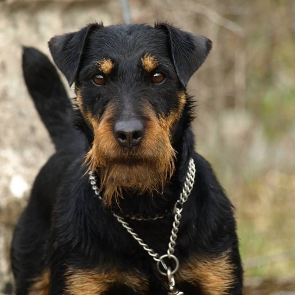 Немецкий Ягдтерьер терьеры щенок