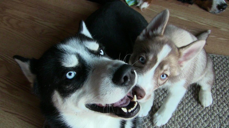 Puppy vs Husky Dogs Prank: cute Puppy indie Surprised w/huge Husky Dog Crew