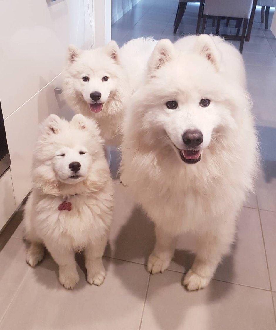 Кот среди собак