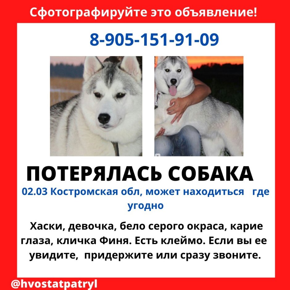 Крутые собаки хаски