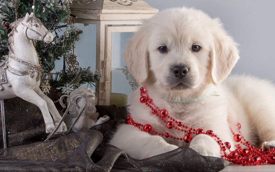 Labrador Colors White Golden
