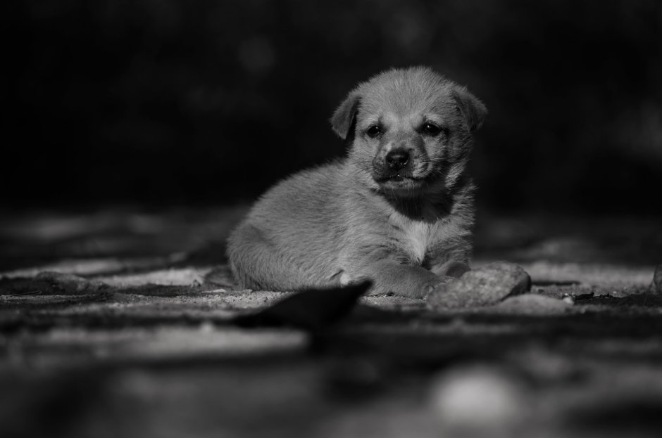 Одинокий щенок