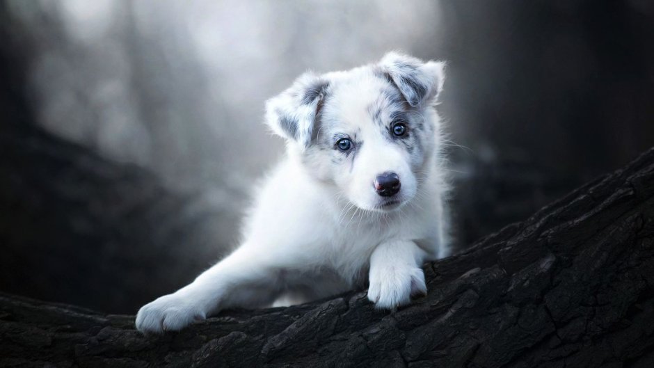 Щенок черно белый