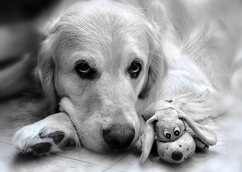 Грустная собака черно белая