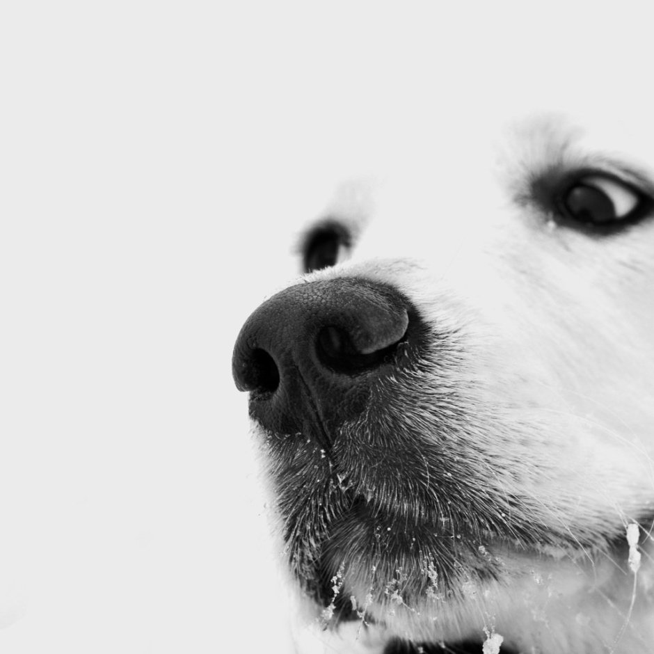 Заставка на айфон собака