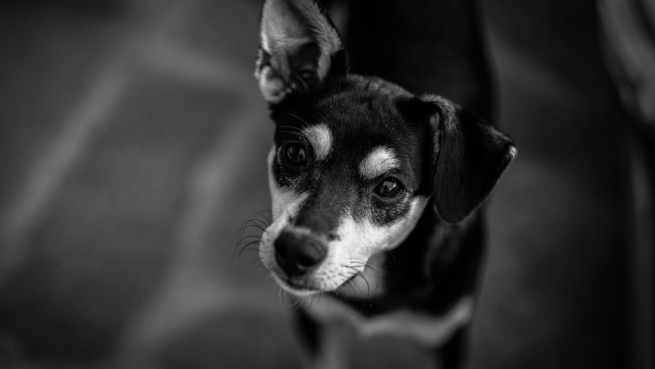 Морда собаки