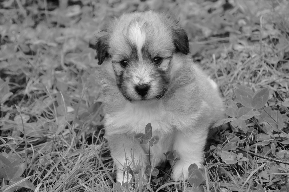 Фото щенков