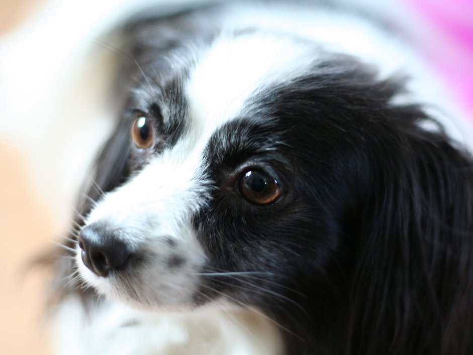 Папильон чëрно белый