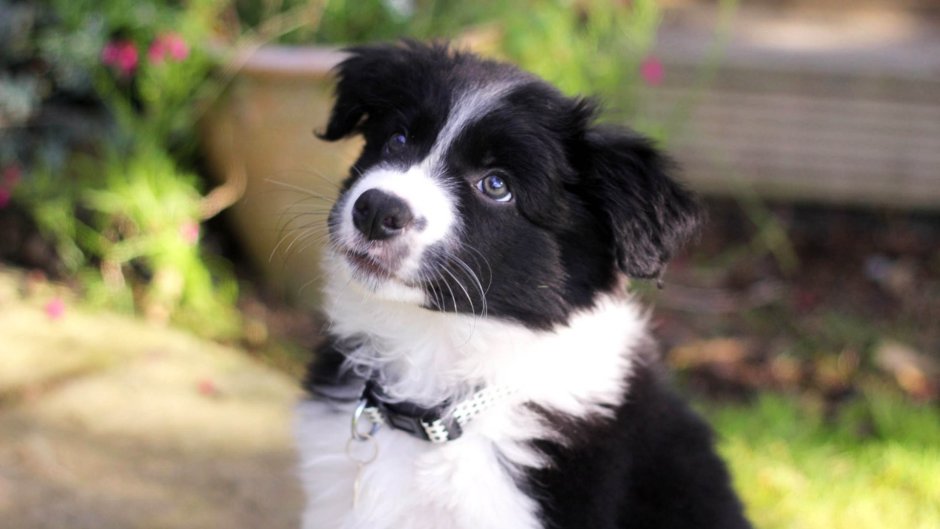 Бордер колли чёрно белый