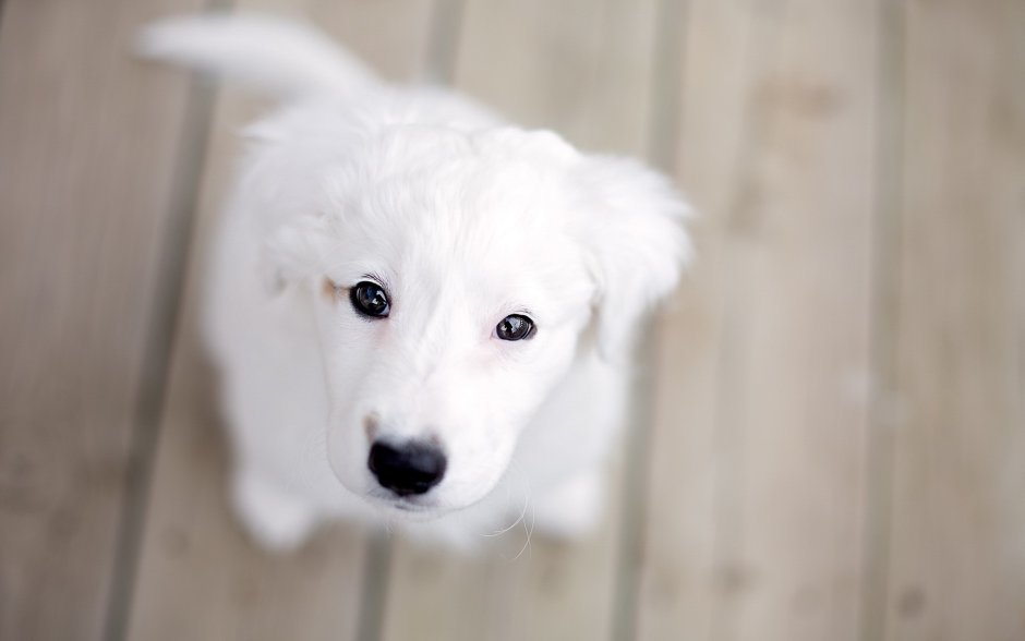 Белые щенки