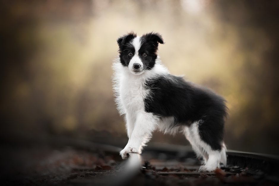 Бордер колли вислоухий