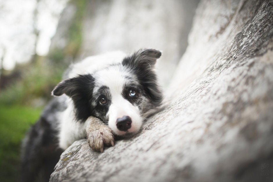 Бордер колли гетерохромия