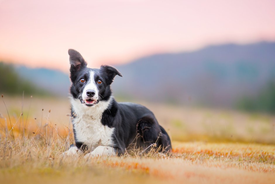 Гладкошерстный бордер колли