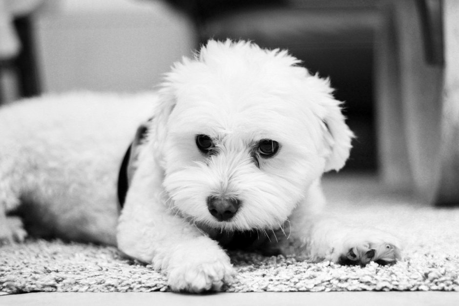 Маленькие белые собачки