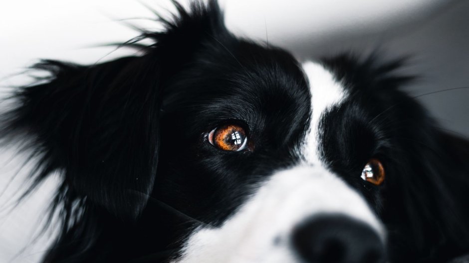 Черно белая собака