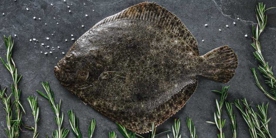 Камбала Беломорская