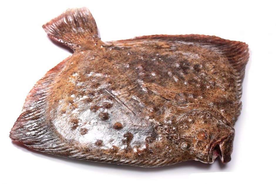 Рыба камбала Черноморская