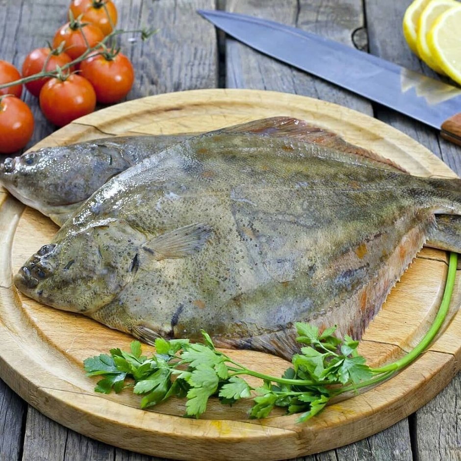 Калкан рыба Балтийский