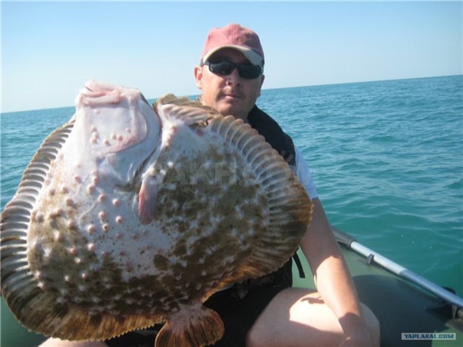 Морская рыба камбала