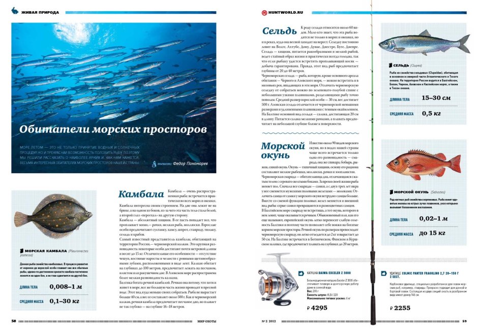 Морская камбала царство