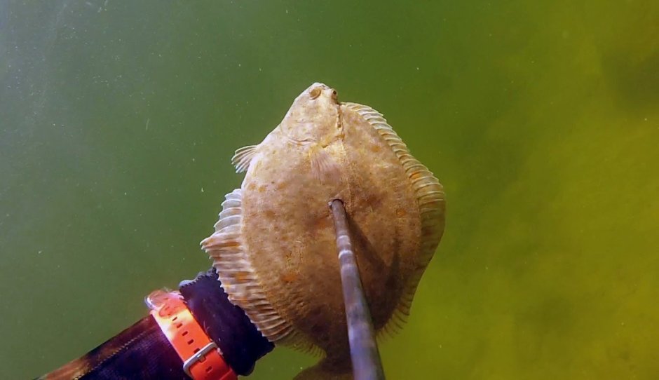 Калкан рыба Балтийский