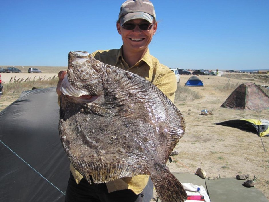 Рыба камбала Калкан