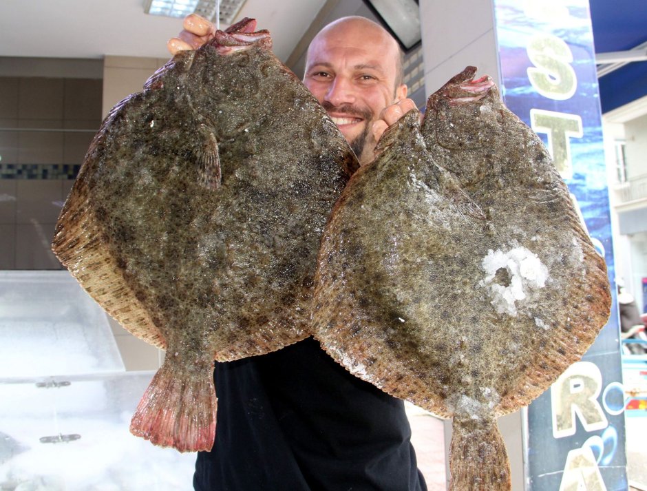 Камбала Калкан Турция