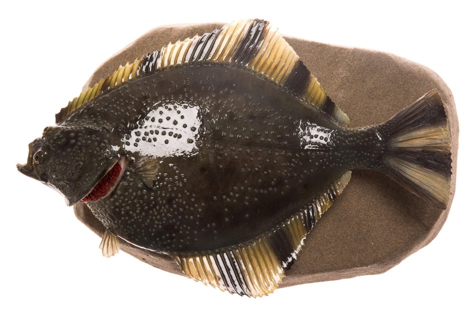 Ловля камбалы в черном море с берега