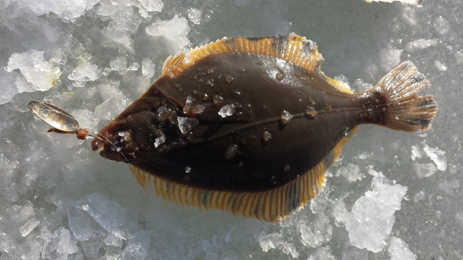 Камбала Приморская