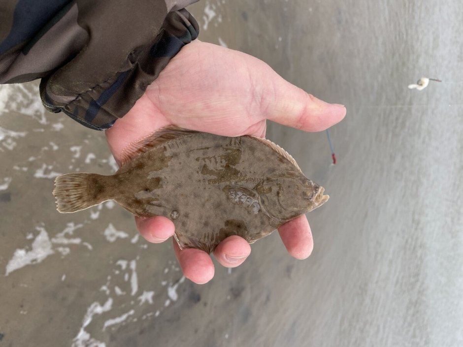 Морская камбала (pleuronectes platessa)