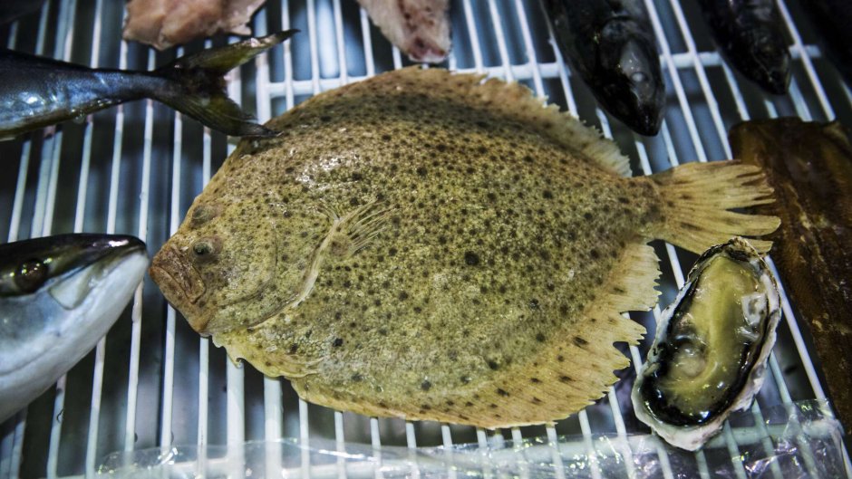 Рыба Пинагор Дерюгина