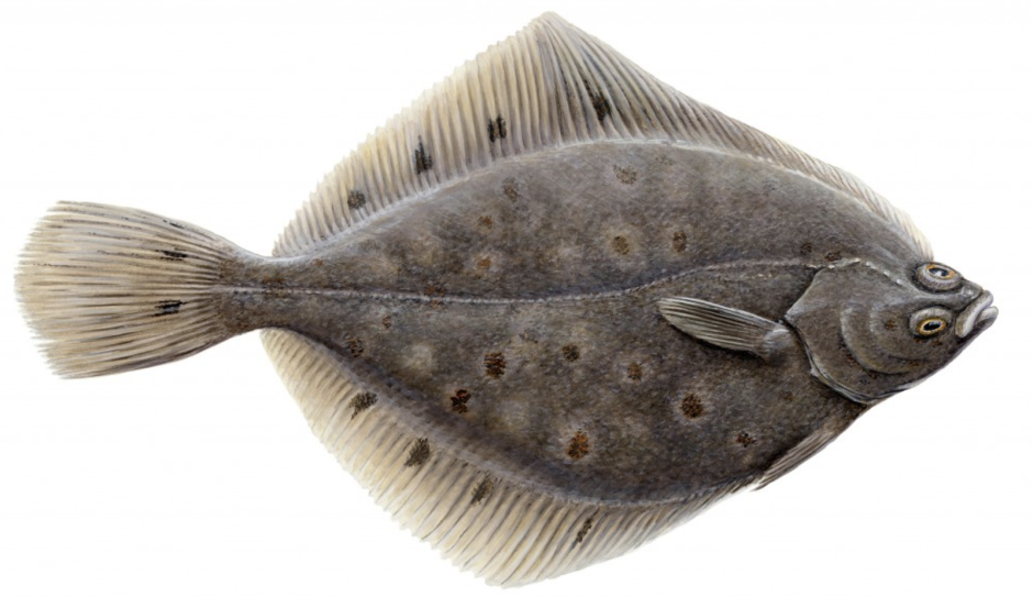 Морская камбала