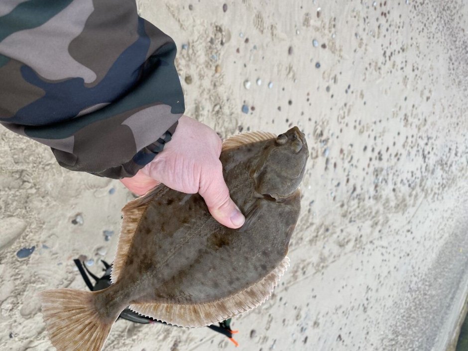 Камбала Балтийская