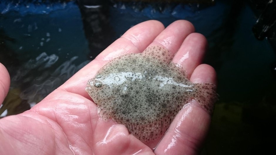 Камбала Кесслера