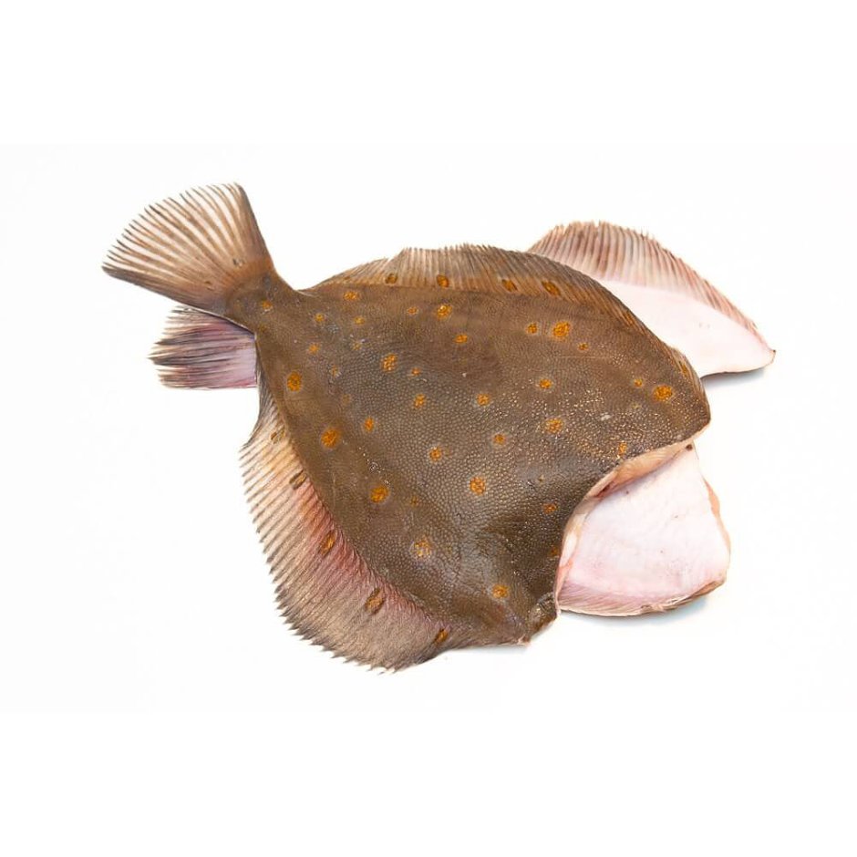 Камбала-Калкан Азовська