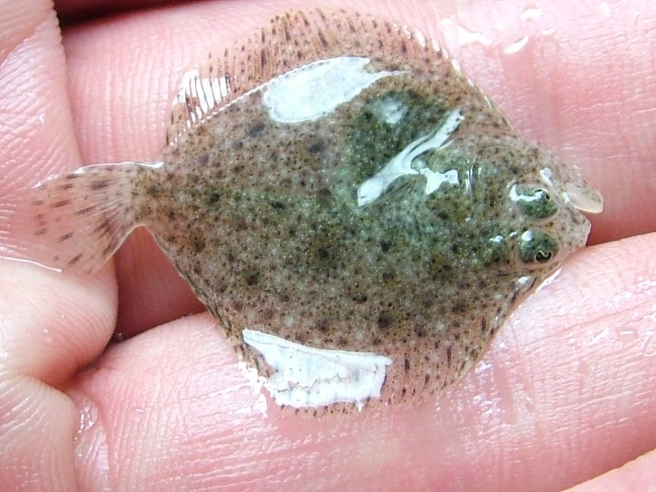 Мурманский Ерш