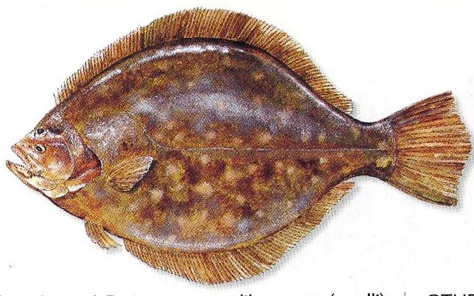 Рыба в Балтийском море