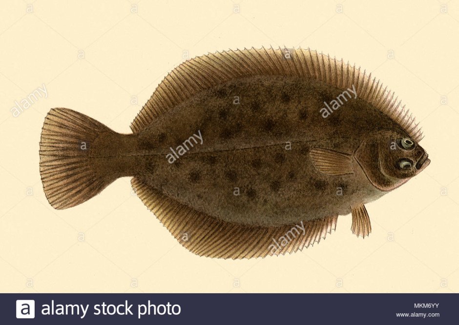 Камбала Королевская