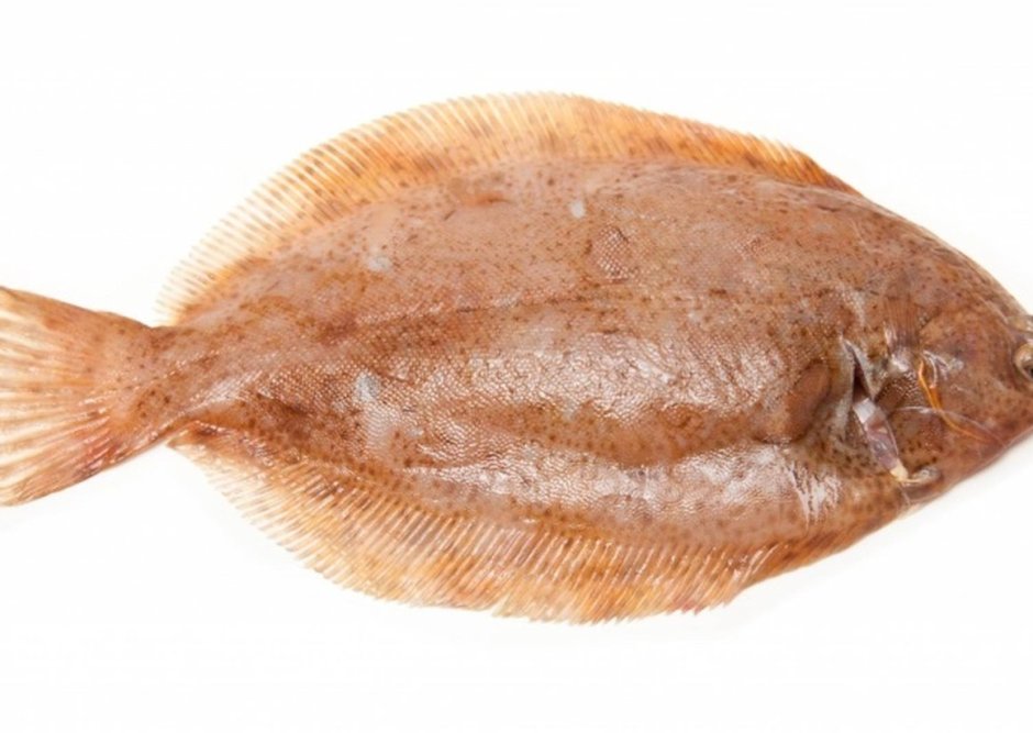 Камбала на гриле