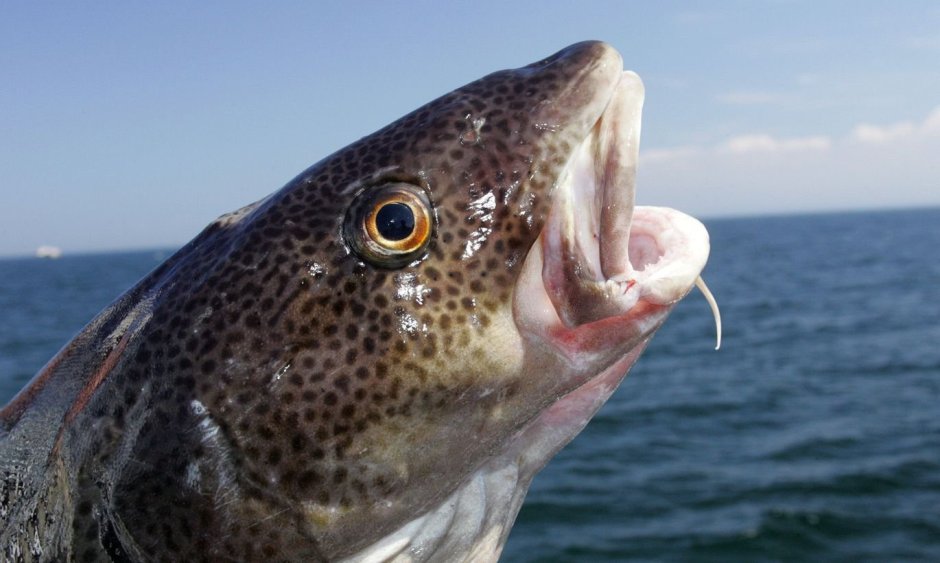Ловля камбалы в Зеленоградске